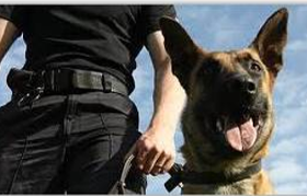 La sécurité avec un maitre chien